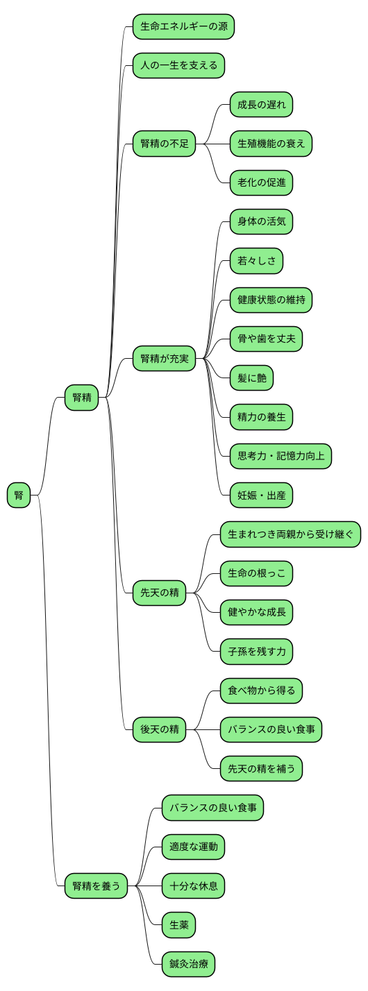 腎精とは