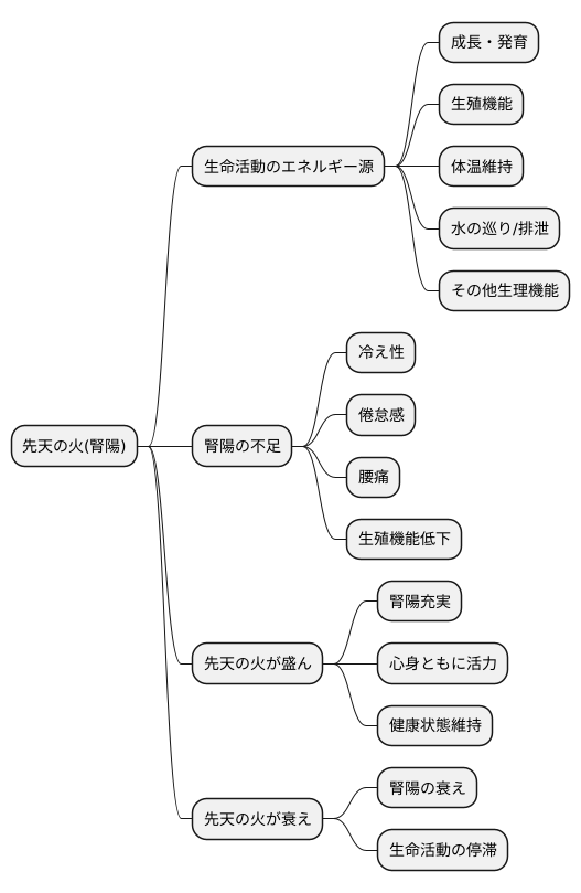 腎陽との繋がり