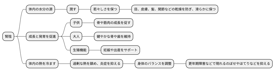 腎陰の働き