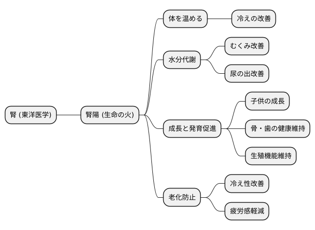 腎陽とは何か