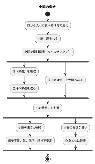 小腸の重要な役割