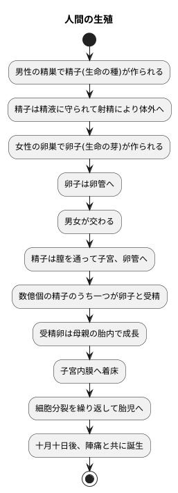 人間の生殖