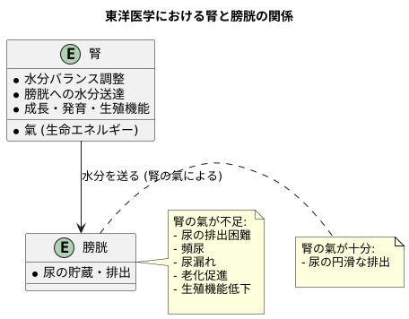 腎の働きと膀胱の関係