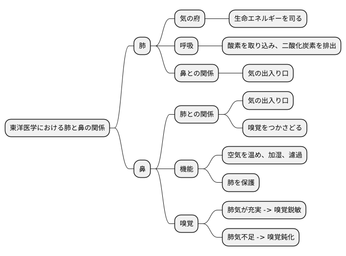 呼吸と嗅覚:肺と鼻の役割