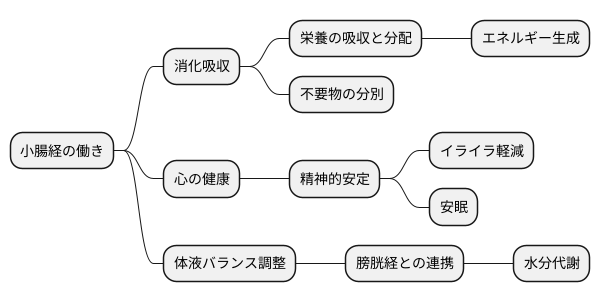 小腸経の働き